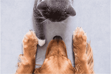 cat image