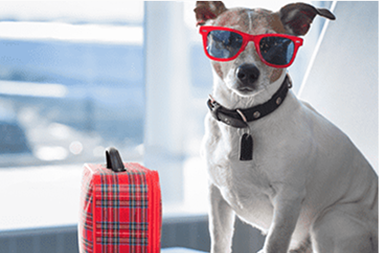dog image