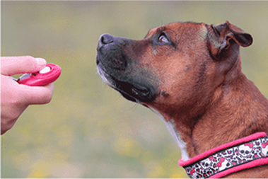 dog image
